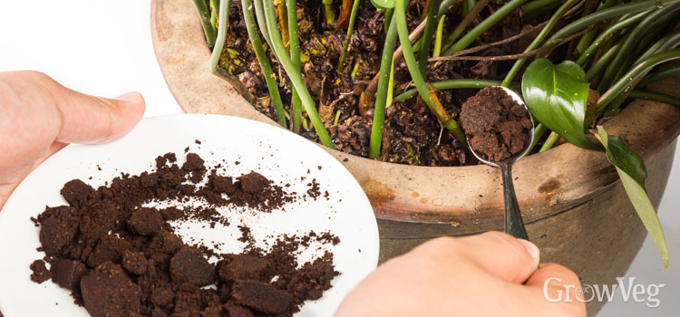 What to do with coffee grounds in the garden