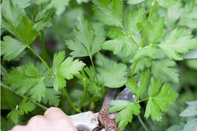Cilantro from cuttings