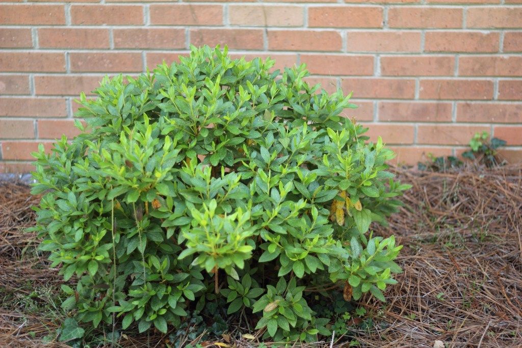 How to trim back overgrown azaleas