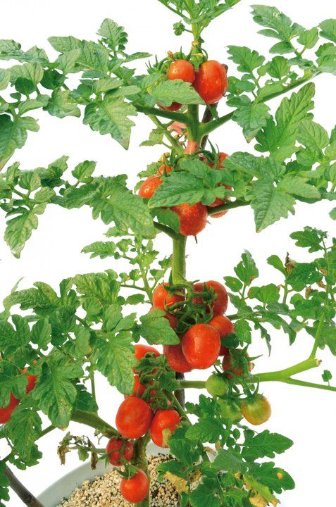 Vegetables to plant with tomatoes