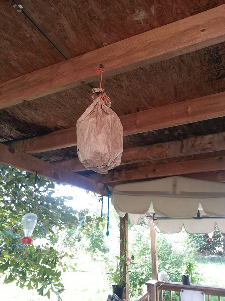 How to keep wasps away from patio