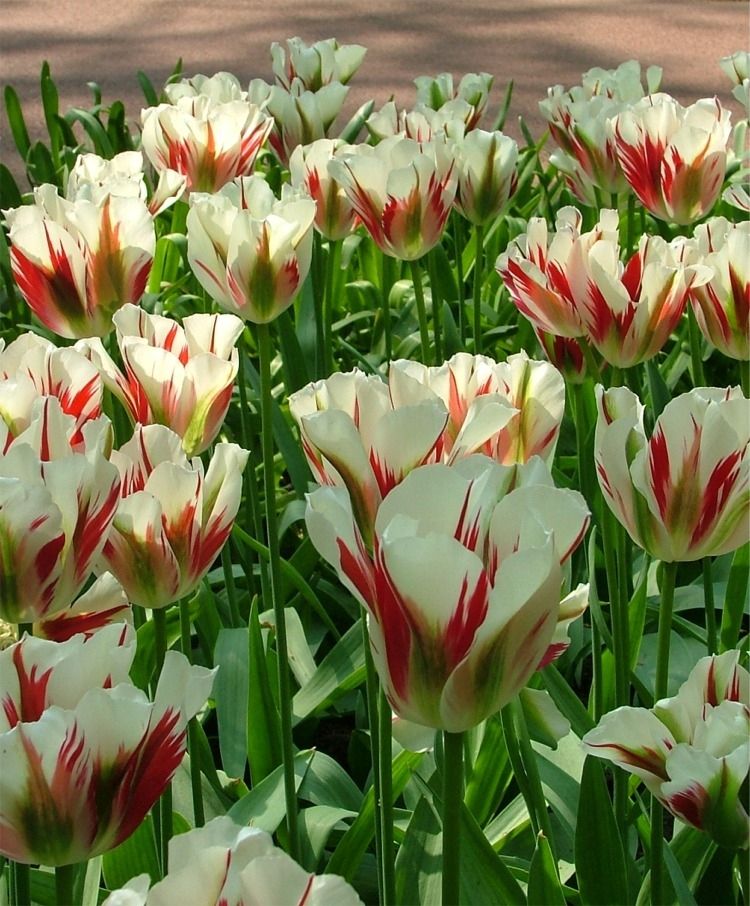 Can you plant tulips in the spring