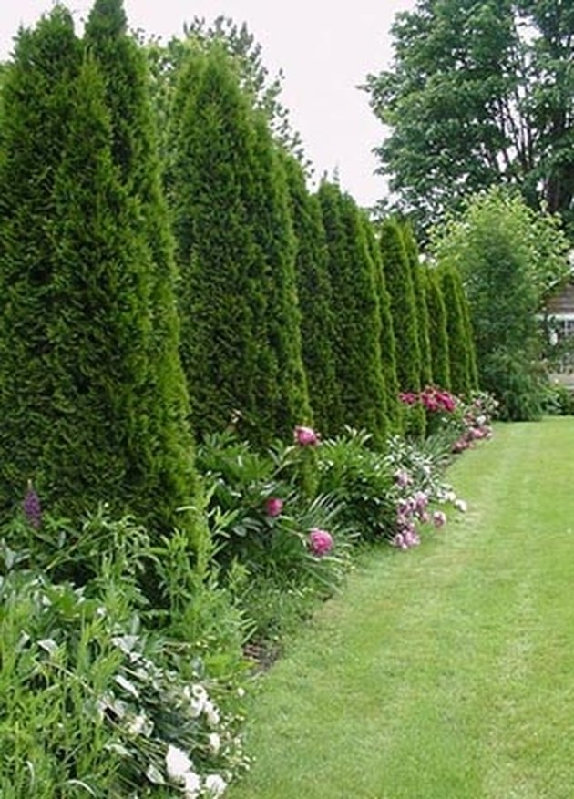 Shrubs or trees for privacy