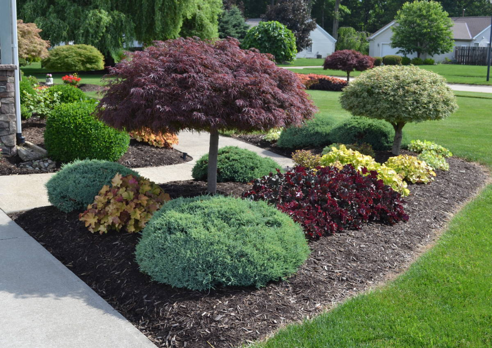 Front yard decorative trees