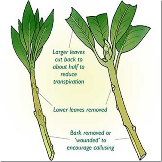 Rose hardwood cuttings