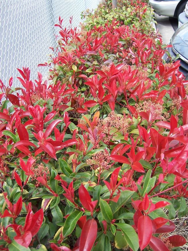 Deer tolerant shrubs