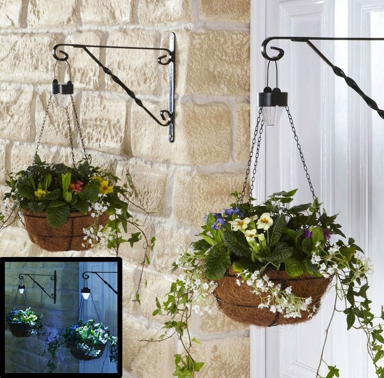 Hanging garden plant