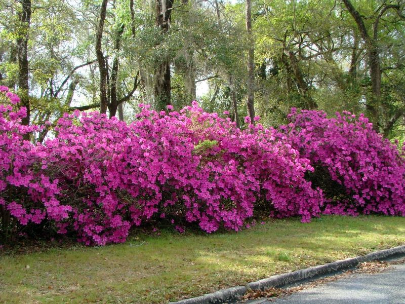 Big flower bush