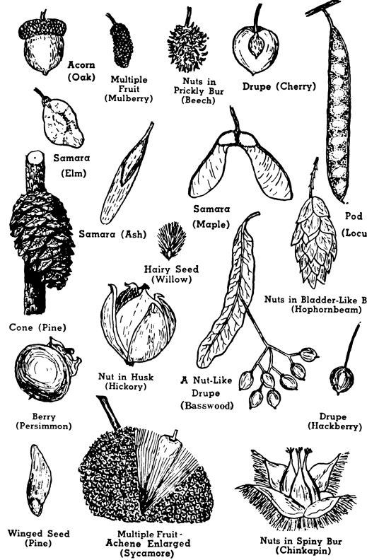 Fruits trees name