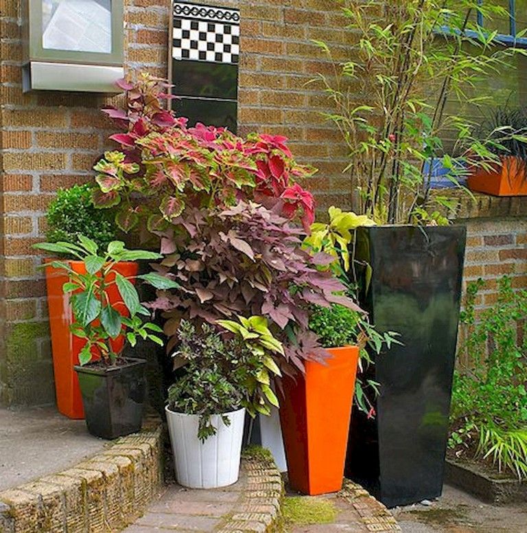 Good outdoor shade plants