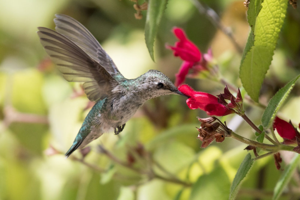 Plants that attract birds