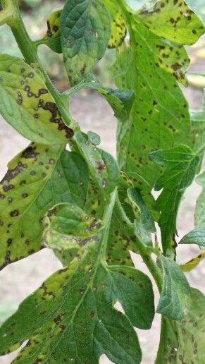 What makes tomato plant leaves turn yellow