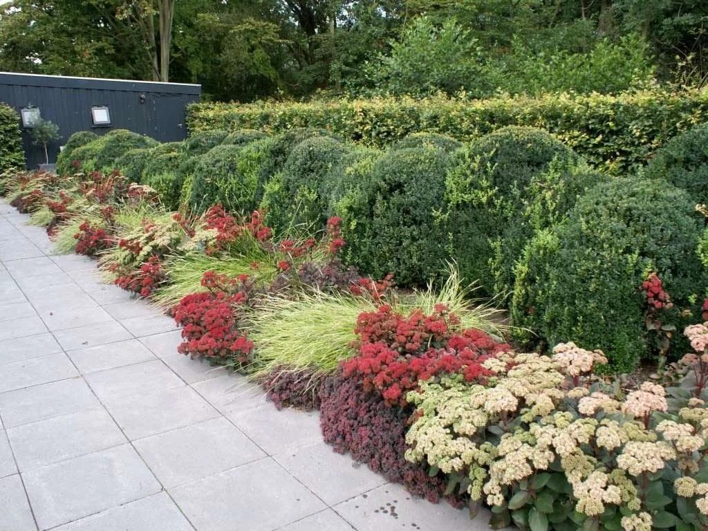 Flower bed shrubs