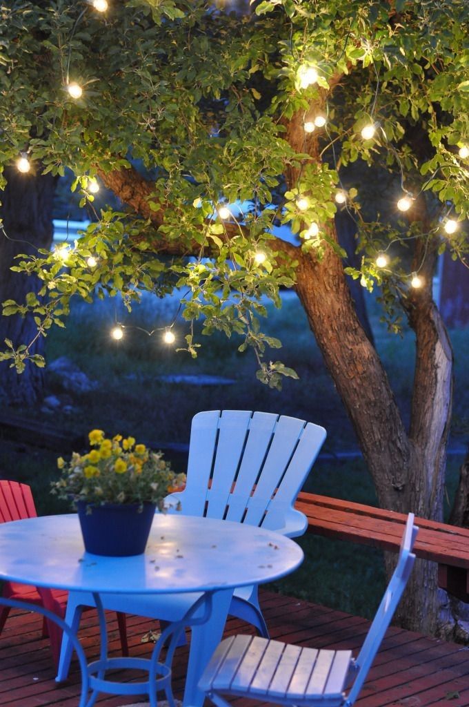 Trees for patio privacy