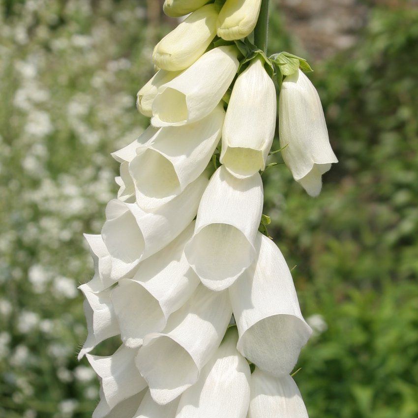 Foxgloves after flowering