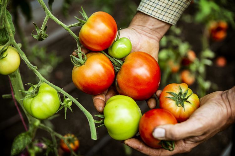 Tomato companion garden