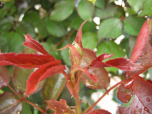 Why do rose bushes leaves turn yellow