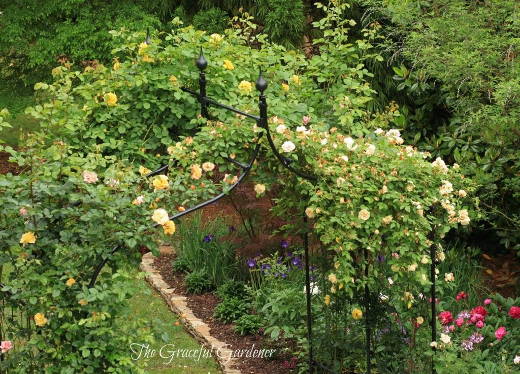 Climbing roses grow