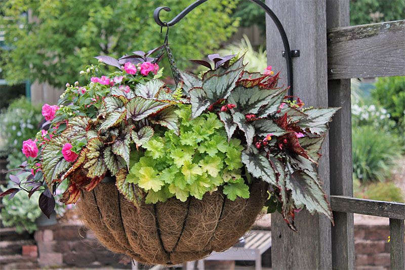 Shade hanging basket plants