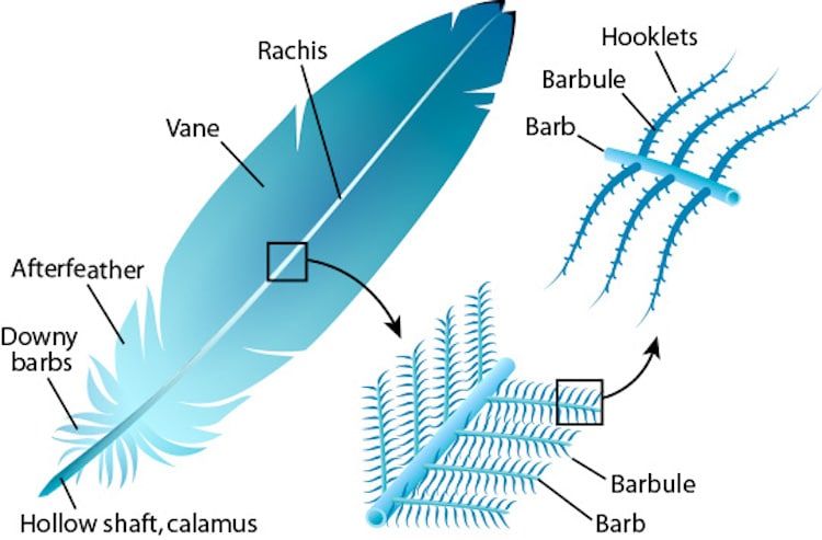 How to clean a feather