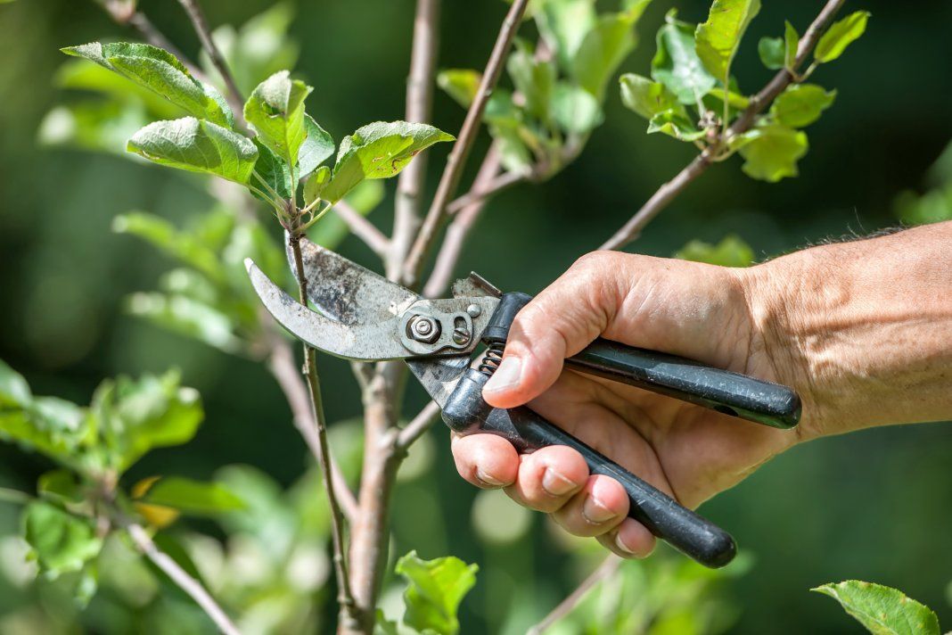 Pruning money trees