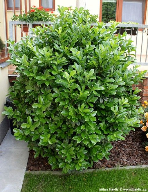 Fastest growing hedge shrubs