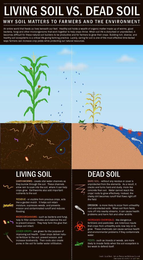 Trees that grow well in clay soil