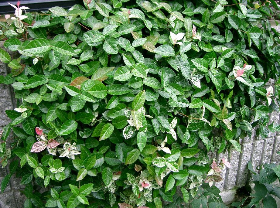 Plant jasmine vines