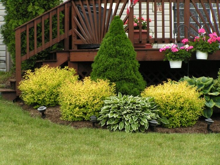 Evergreen shrubs for landscaping