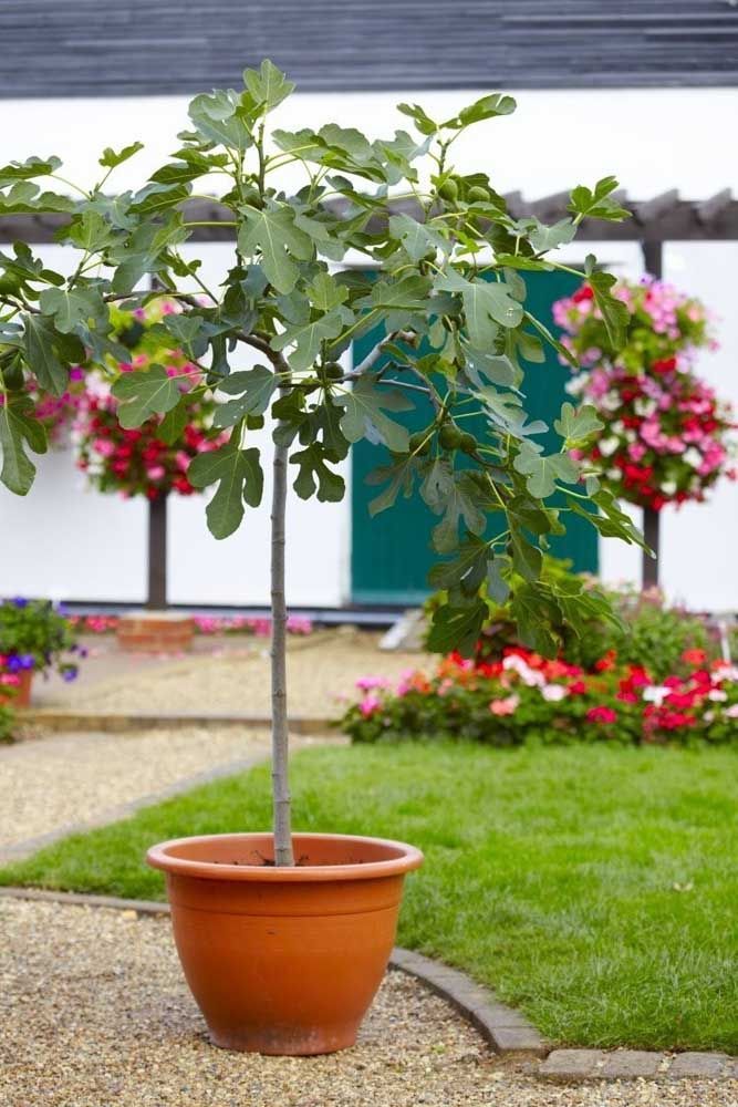 Fig tree in garden