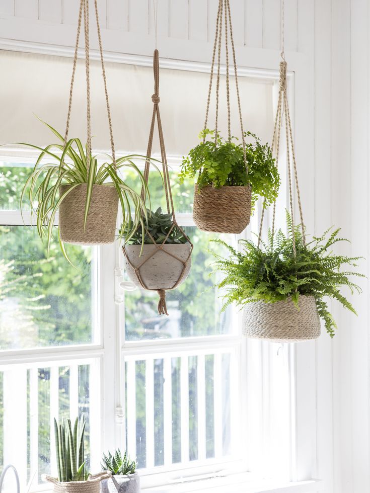 What plants can i put in hanging baskets for winter