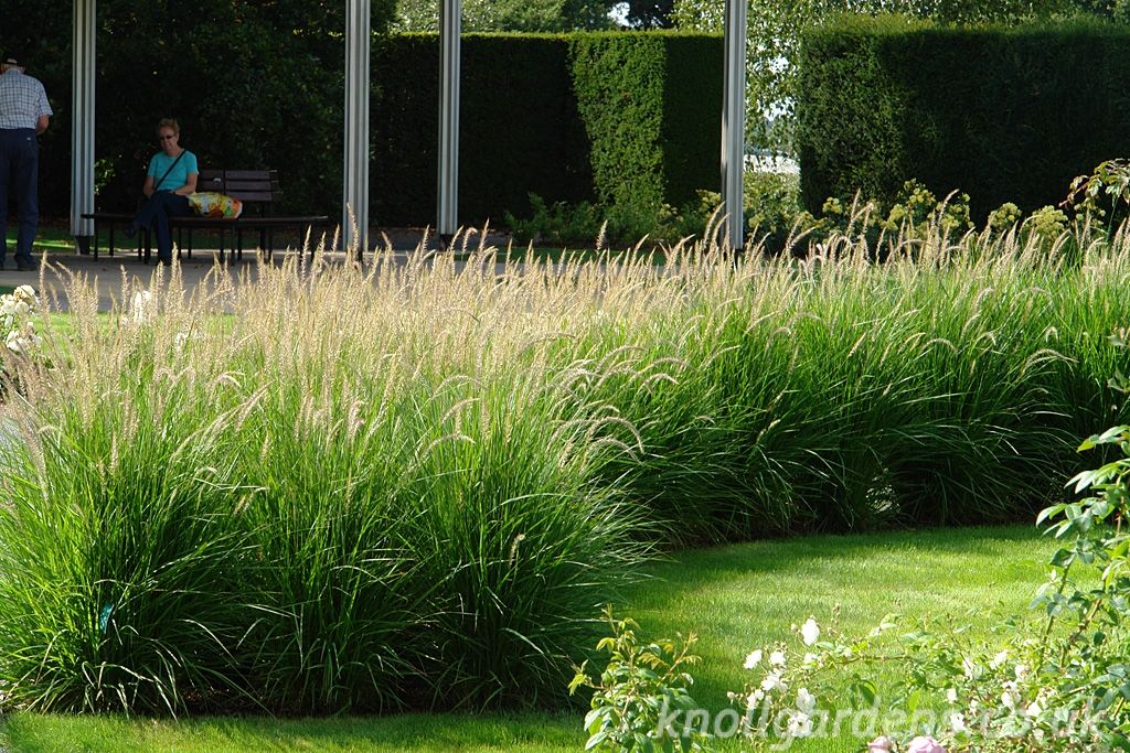 When to plant ornamental grasses