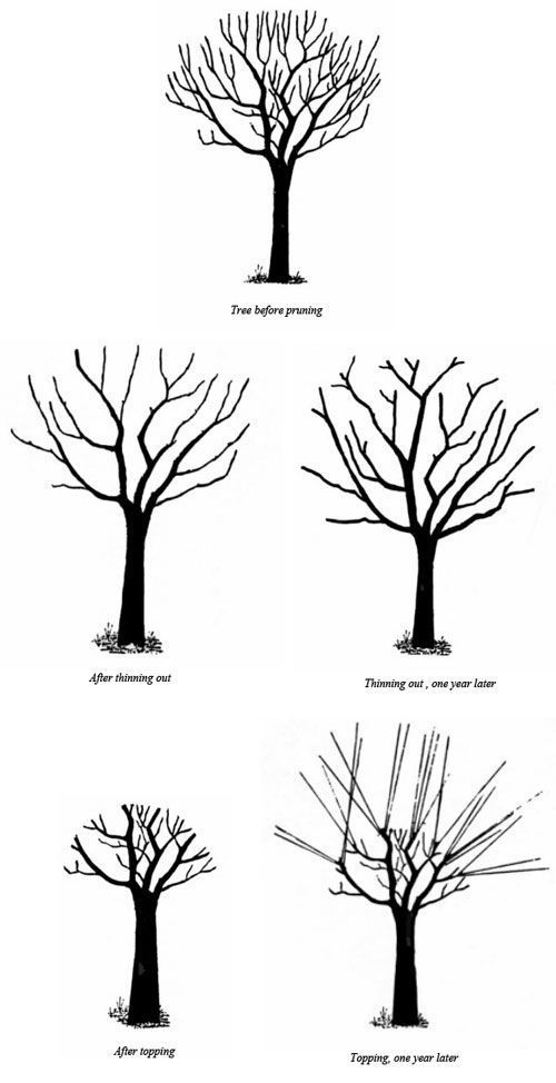 Lavender tree pruning