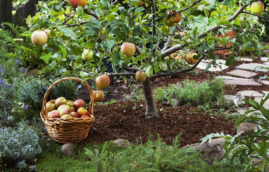 Best fruit trees for the backyard