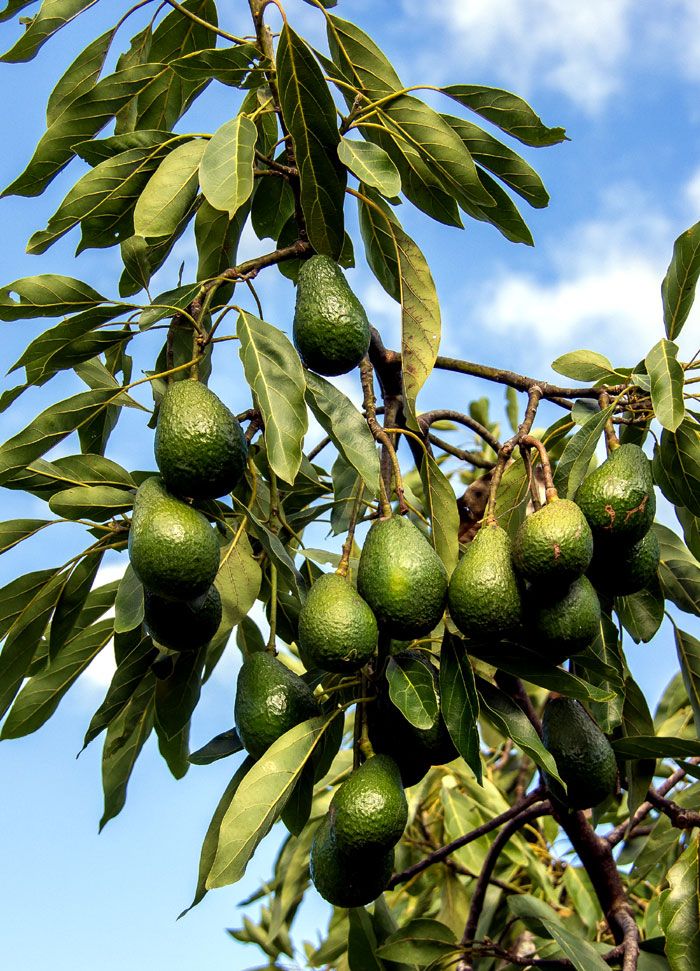 Evergreen fruit tree