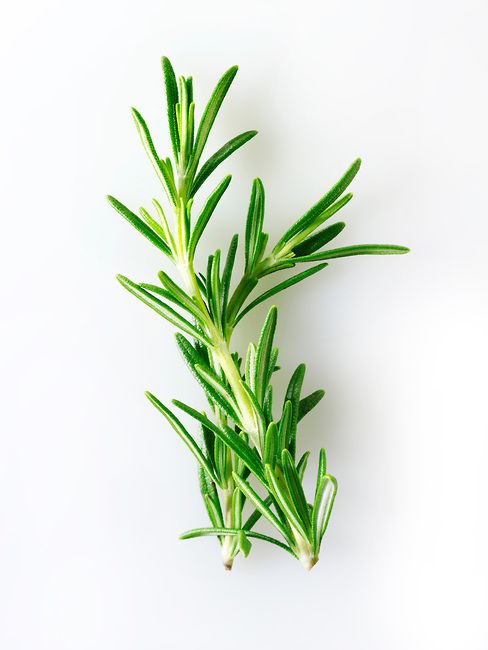 Full grown rosemary plant