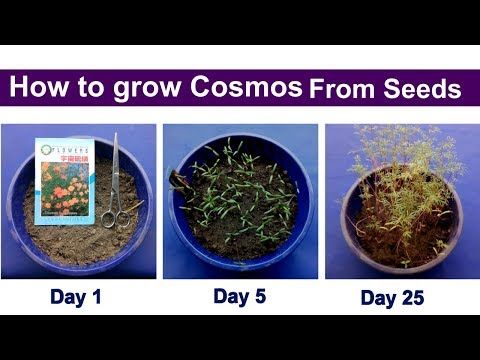 Cosmos flower seedlings