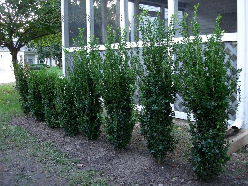 Tall fast growing privacy plants