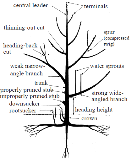 Pruning cherry trees