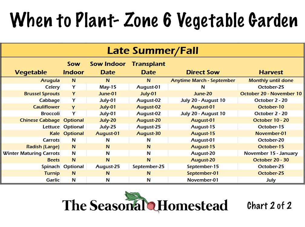 When to plant which vegetables