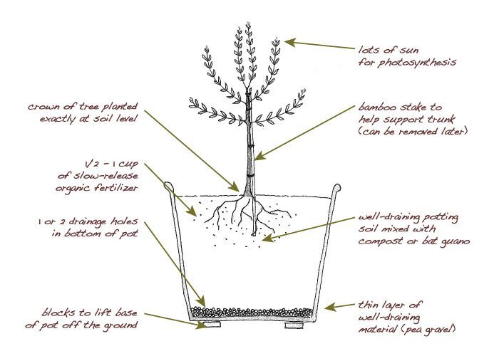 What's a fast growing tree