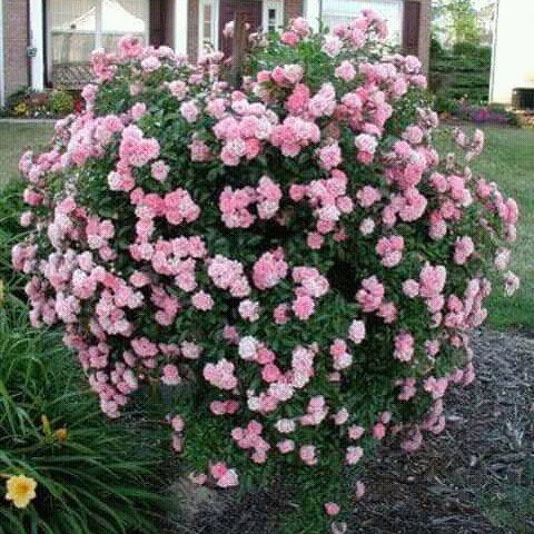 Flowering shrub for partial shade