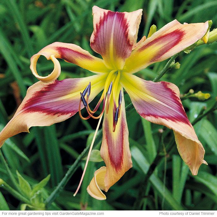 Daylily bulb planting