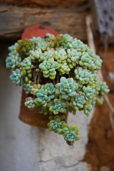 Sedum winter care