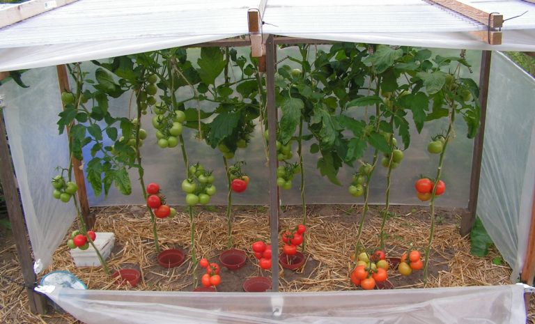 Can i plant tomatoes and peppers together