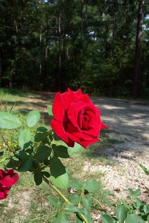 Fragrant climbing roses