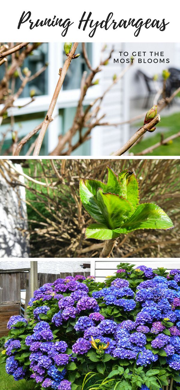 Hydrangea plant pruning