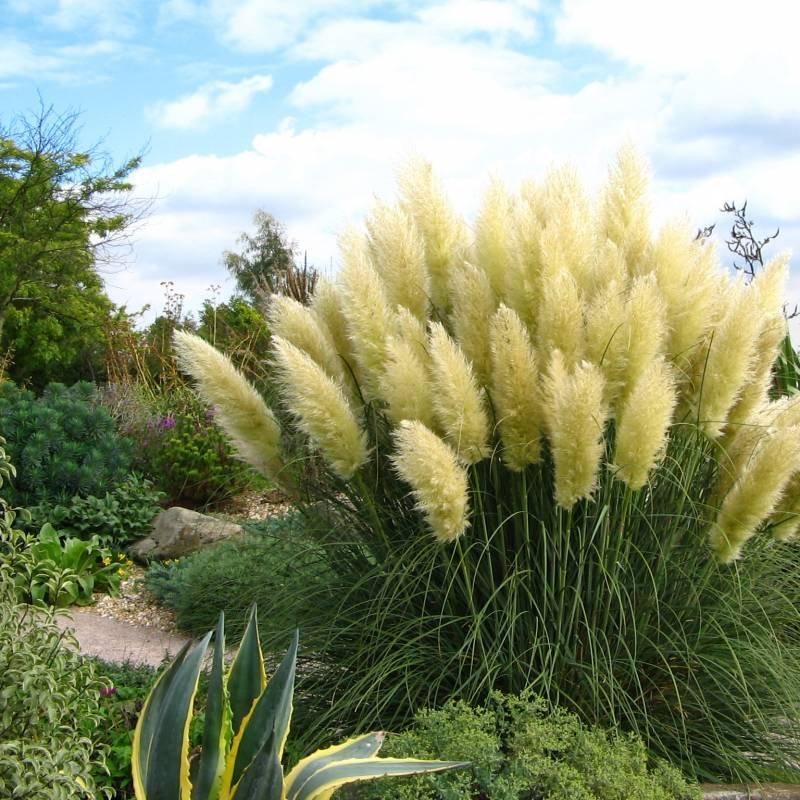 Pampas grass growing zones