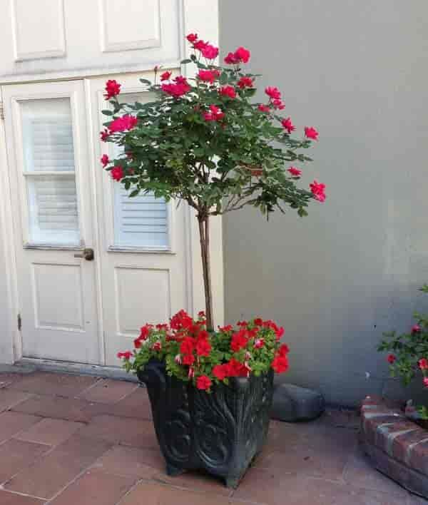 Trees for outdoor pots