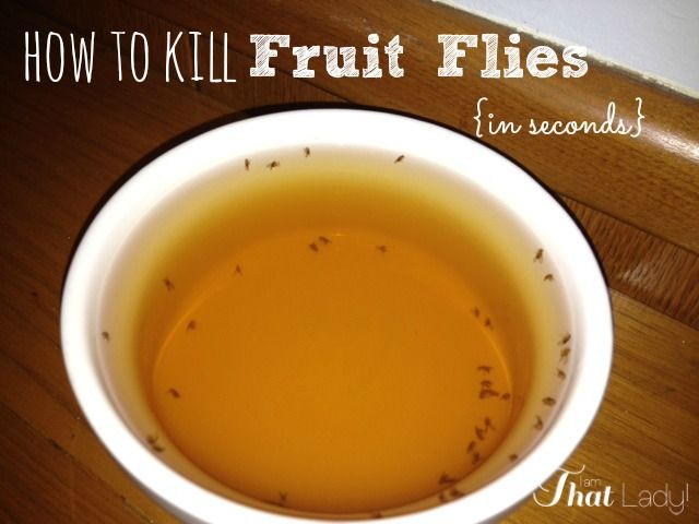 How to naturally kill fruit flies